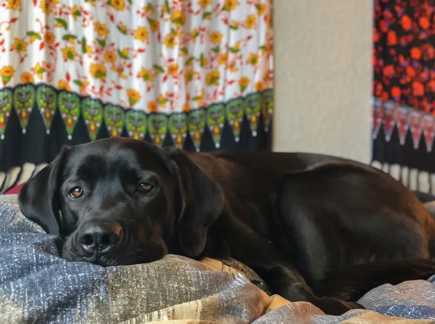 A black Golden Rottie lying on the bed