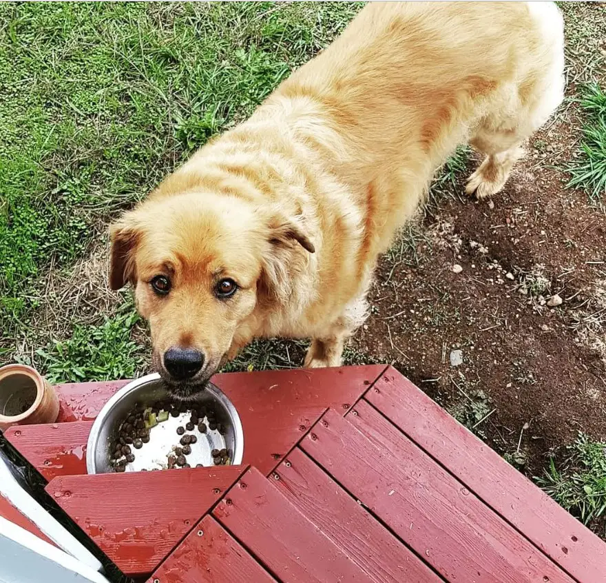 A Golden Rottie standing on the ground while eating its food from the bowl placed on top of the stairs