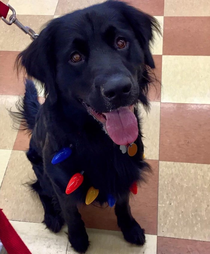 A black Golden Rottie sitting on the floor while smiling with its tongue out