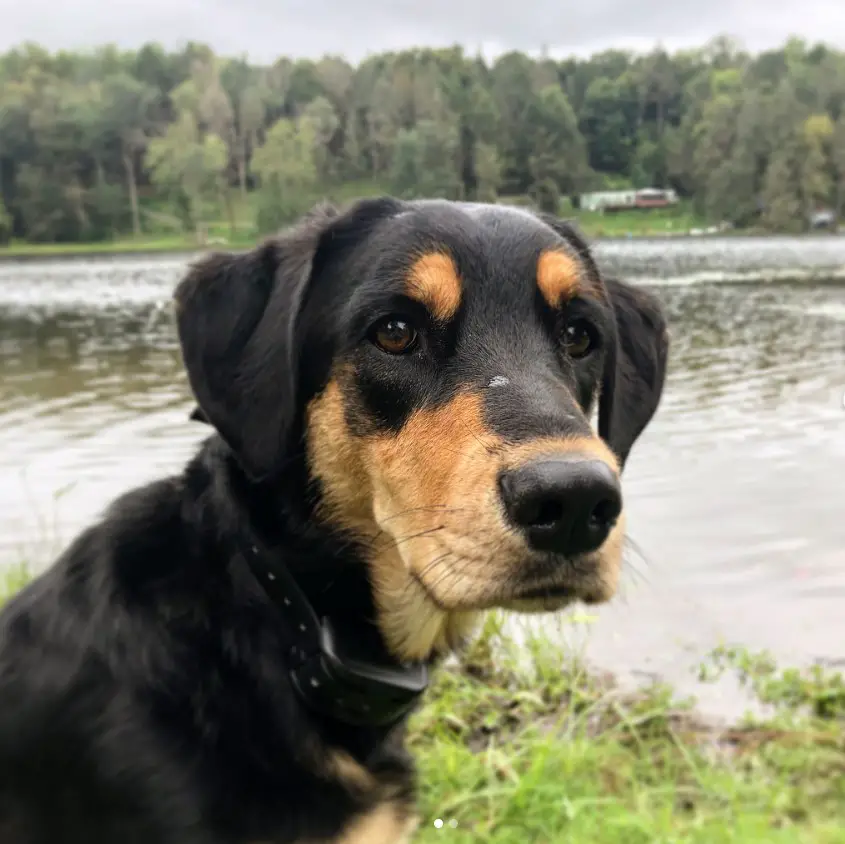 A Golden Rottie sitting by the lake