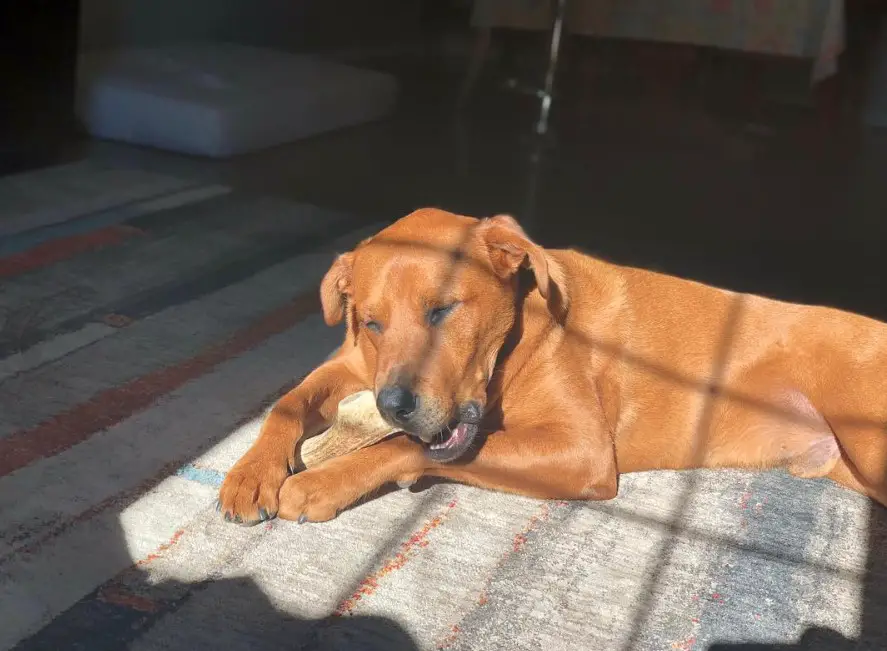 A Golden Rottie lying on the floor while with sunlight on its face and body and while biting a bone