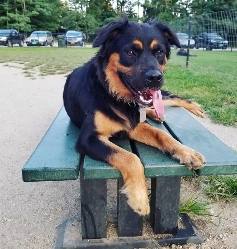 A Golden Rottie lying on top of the table at the park