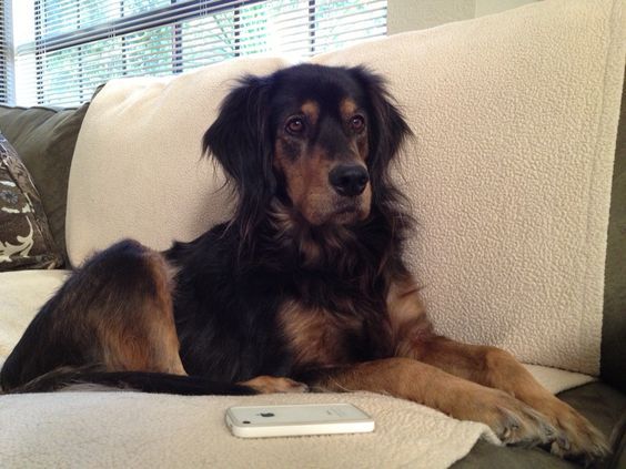 A Golden Rottie lying on the couch