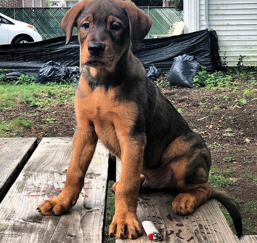 A Golden Rottie puppy sitting on top of the table at the park