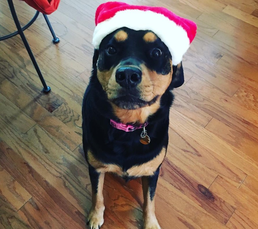 A Golden Rottie wearing santa hat while sitting on the floor with its wide eyes