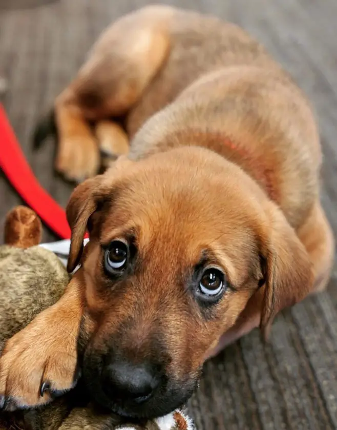 A Golden Rottie puppy lying on the floor with its sad eyes