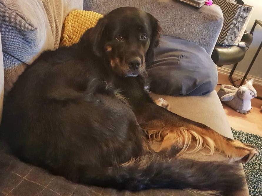 A Golden Rottie lying on the couch