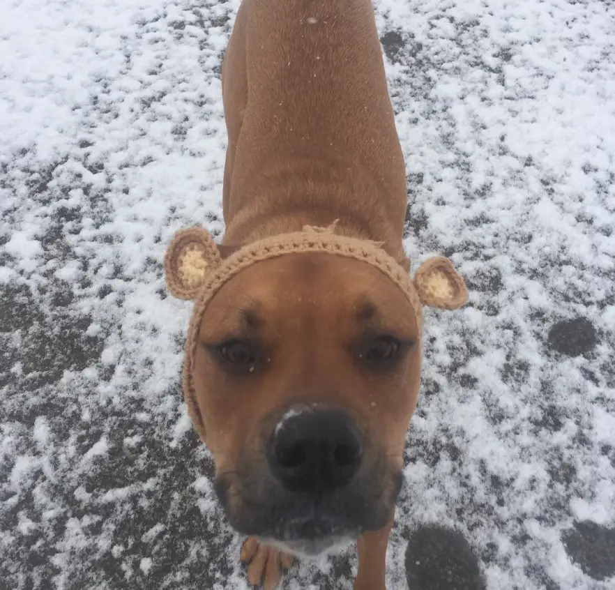 A Golden Rottie waring bear ears headband while standing in the snow