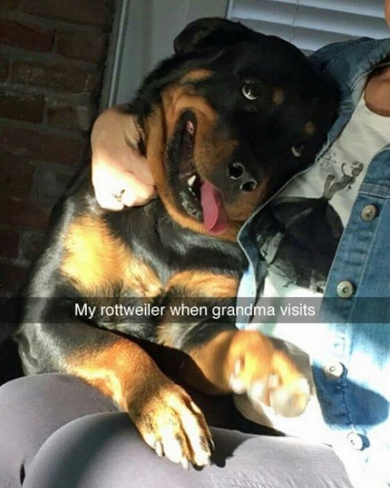 a happy Rottweiler dog beside a woman with a text 