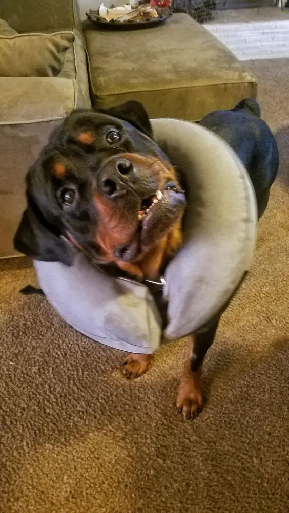 rottweiler wearing neck pillow while tilting its head