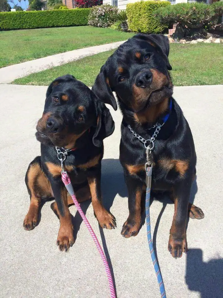 two Rottweiler sitting on the concrete street