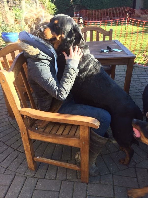 Rottweiler hugging girl sitting on the chair