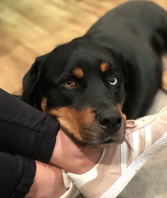 A Rottsky lying on the floor with its adorable face on the foot of a woman