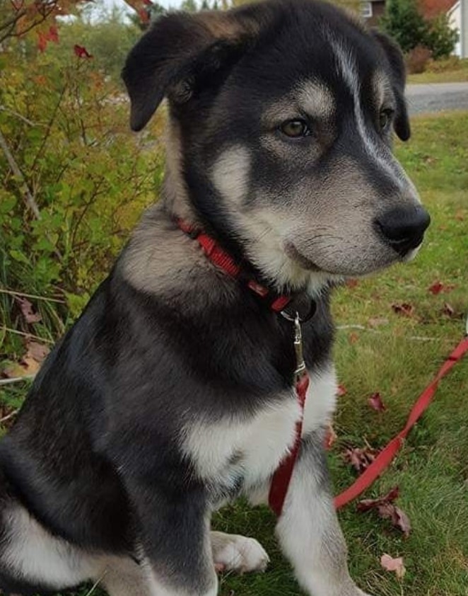 A Rottsky puppy sitting in the front yard next to the plants