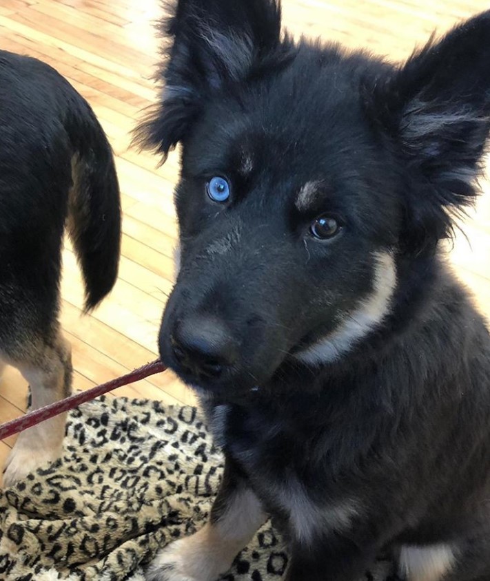 A Rottsky sitting on ta blanket while staring