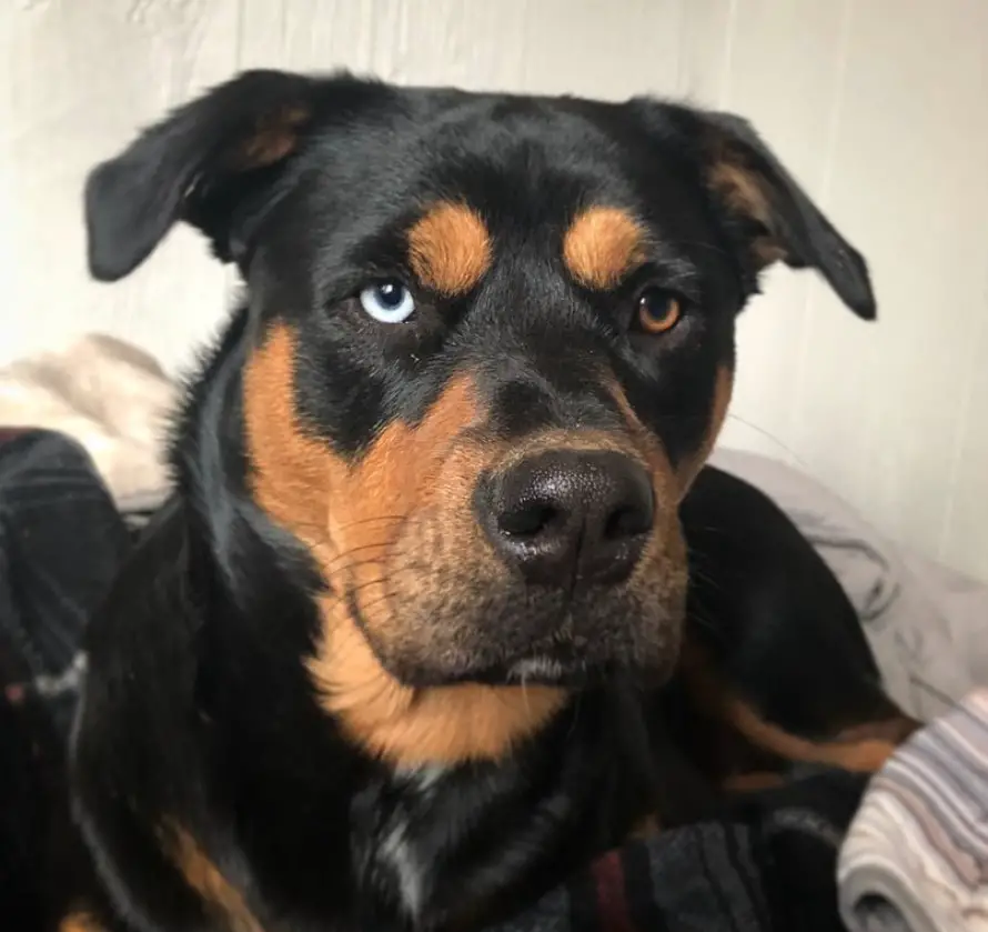 A Rottsky lying on the bed with its furious face
