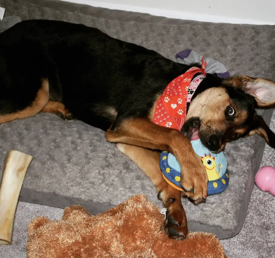 A Rottsky lying on its bed while biting its pillow stuffed toy