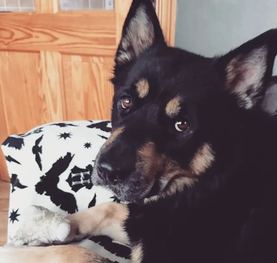 A Rottsky lying on its bed while staring back