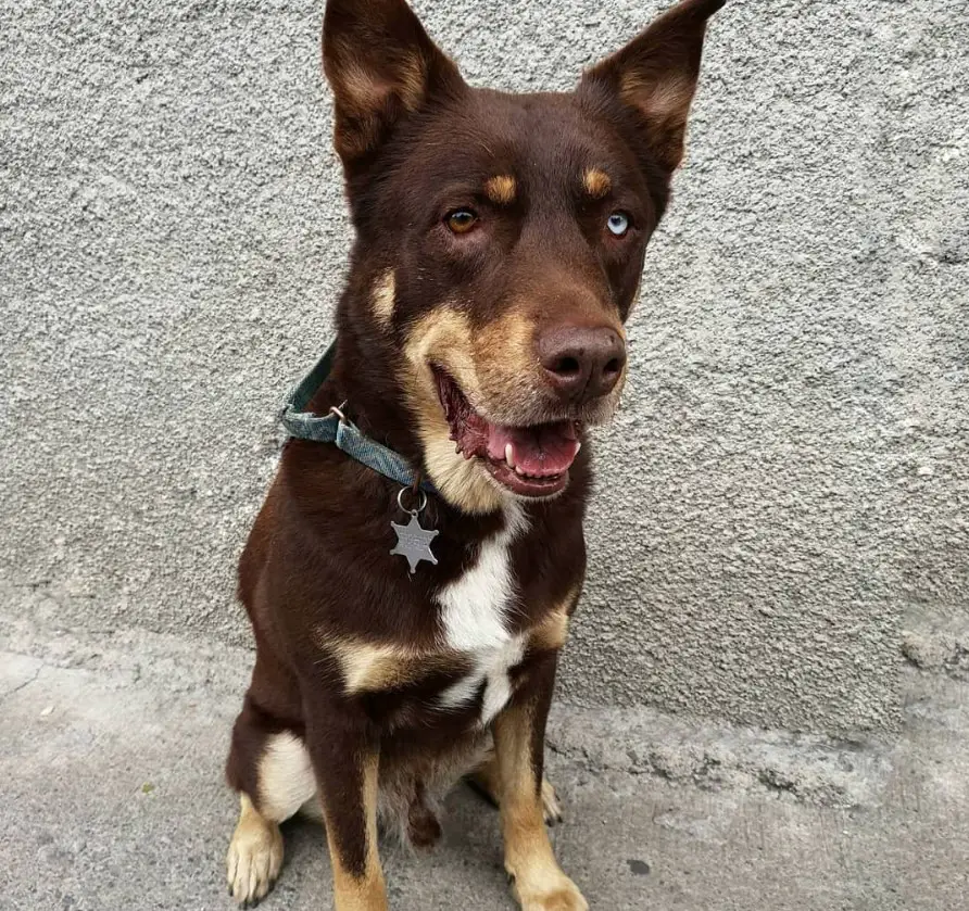 A Rottsky sitting on the pavement while smiling