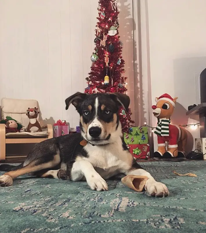 A Rottsky lying on the floor with a tall christmas tree behind him