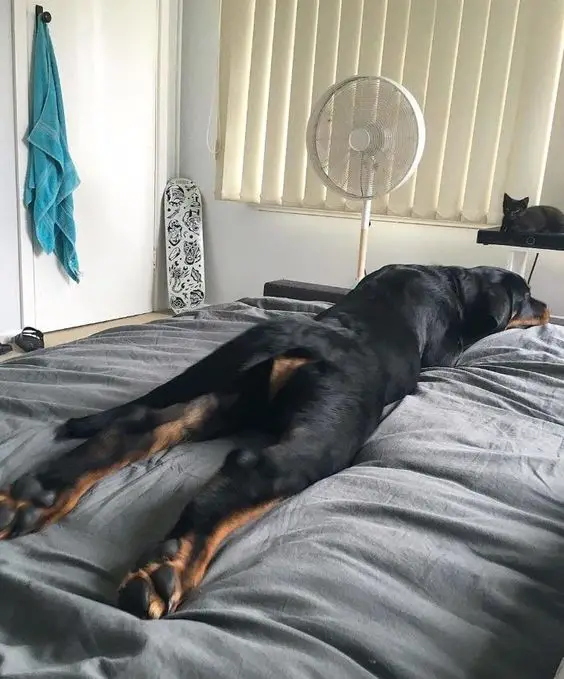 Rottweiler dog lying on the bed