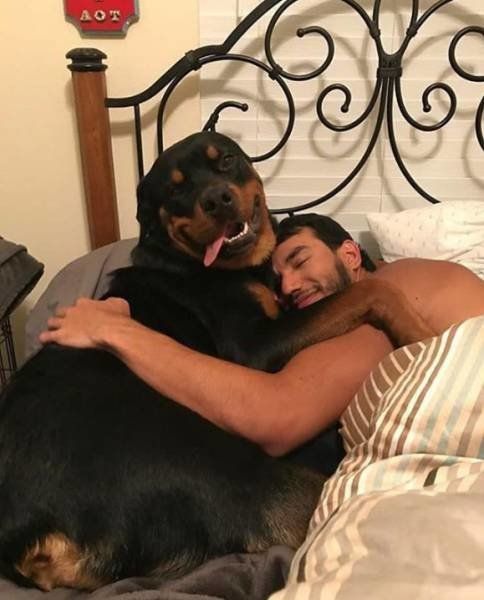 a Rottweiler hugging a guy in bed