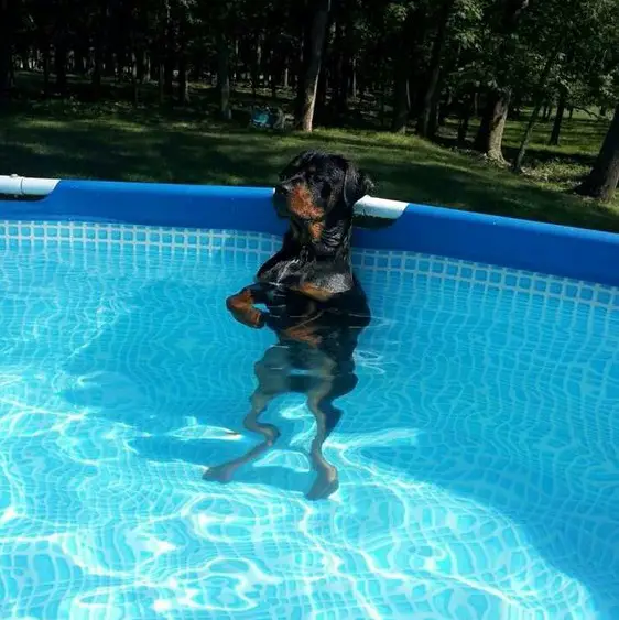 rottweiler dog standing in the pool