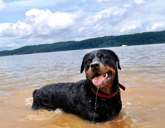 Rottweiler having fun in the water
