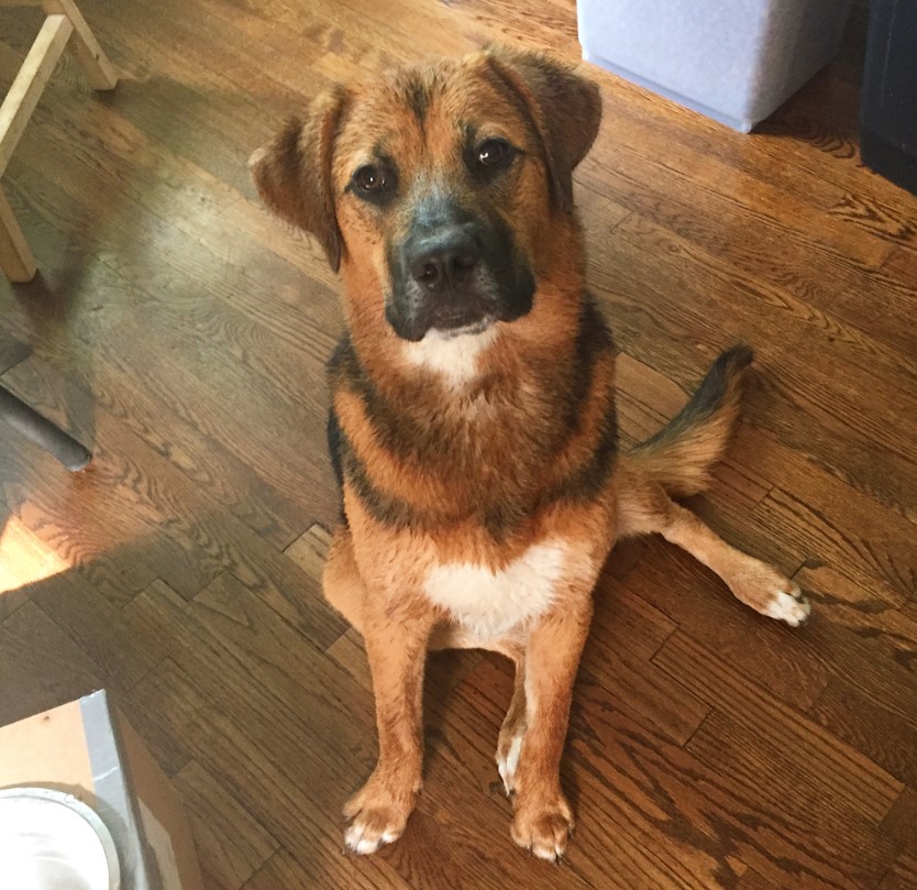 English Mastweiler sitting on the floor with its sad face