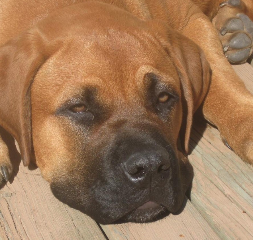 English Mastweiler lying on the wooden floor under the sun