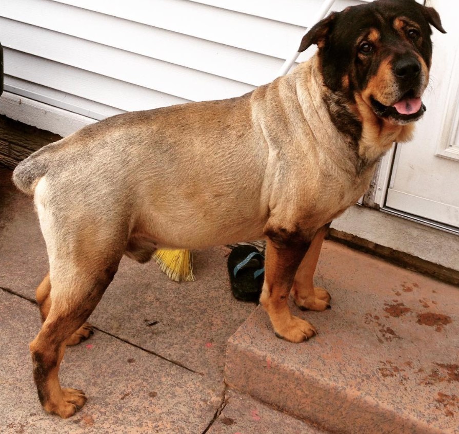 Mastweiler standing in the front door