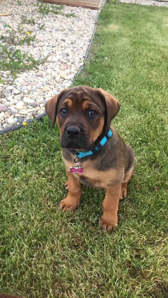 English Mastweiler puppy sitting on the green grass with its adorable face