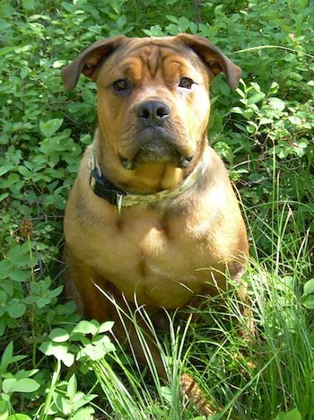 English Mastweiler sitting in the middle of the plants in the forest