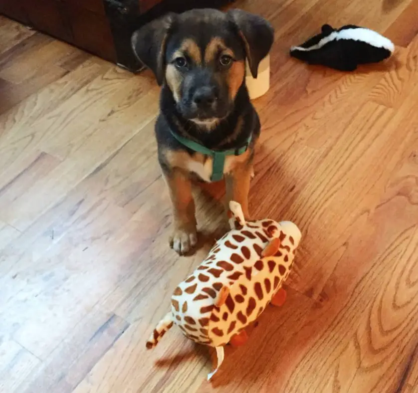 English Mastweiler puppy sitting on the floor with its stuffed toy in front front of him