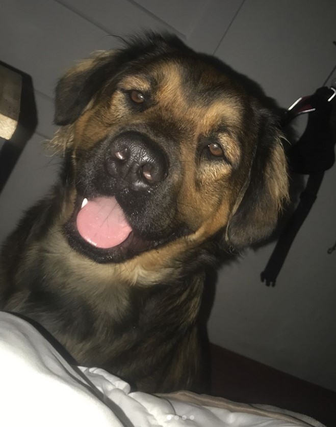 English Mastweiler sitting on the floor next to the bed while smiling