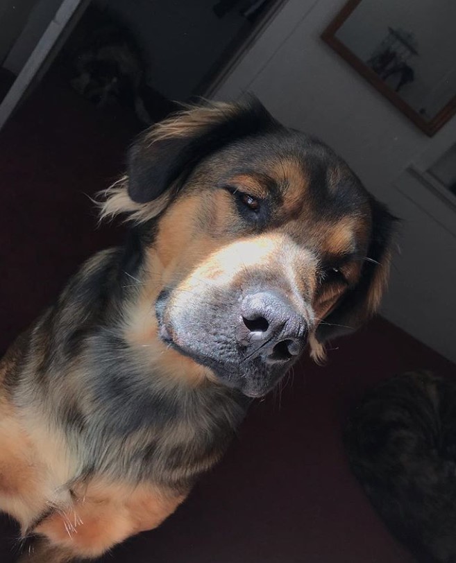 English Mastweiler sitting on the floor with sunlight on its face