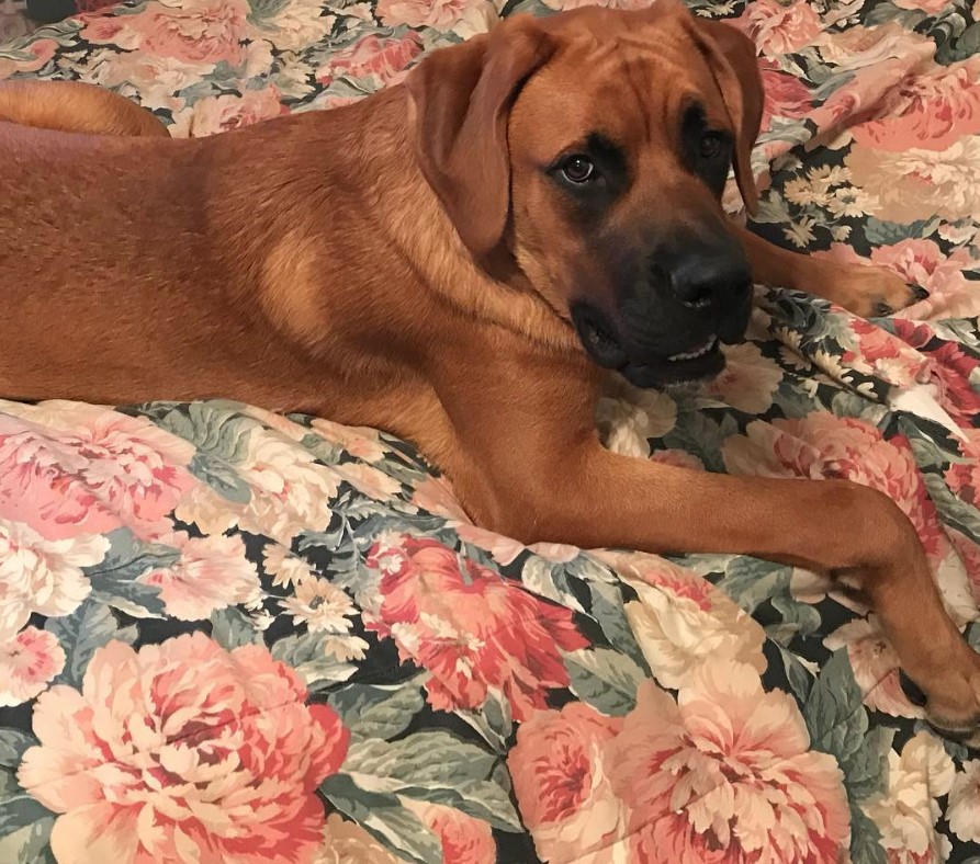 English Mastweiler lying on the bed