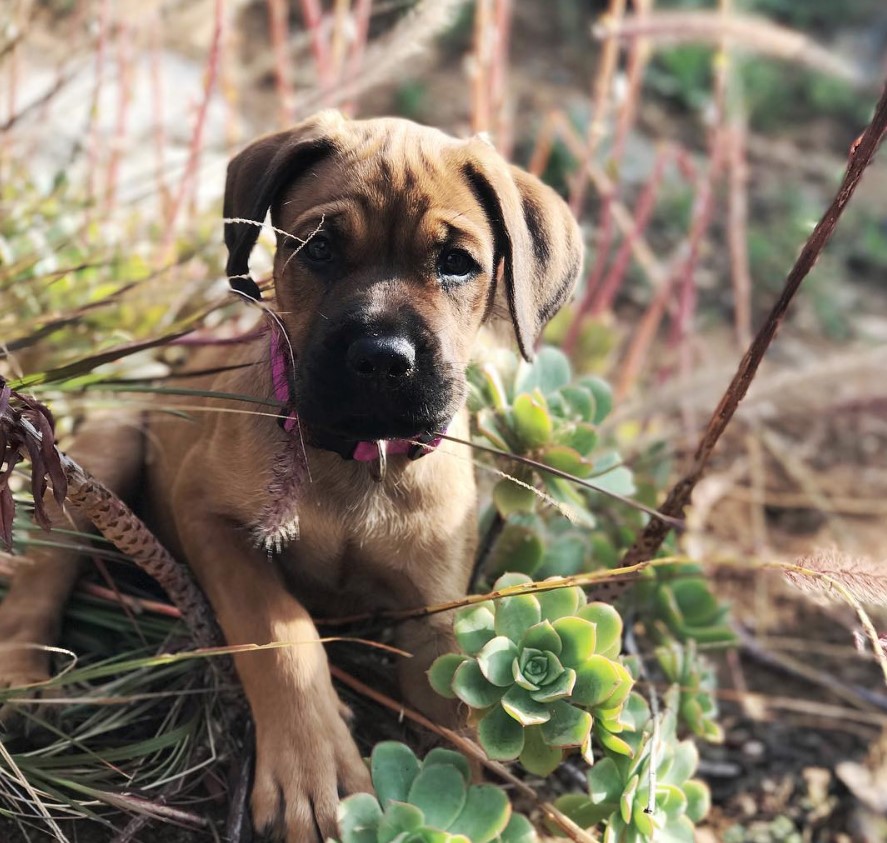 English Mastweiler puppy lying on the grass next to the succulents in the garden