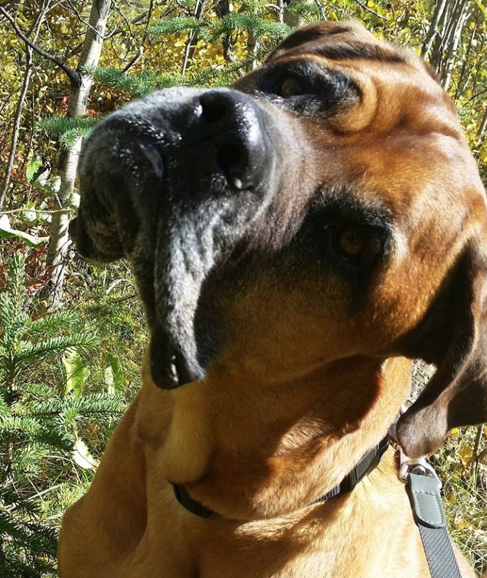 English Mastweiler sitting on the grass in the forest while tilting its head