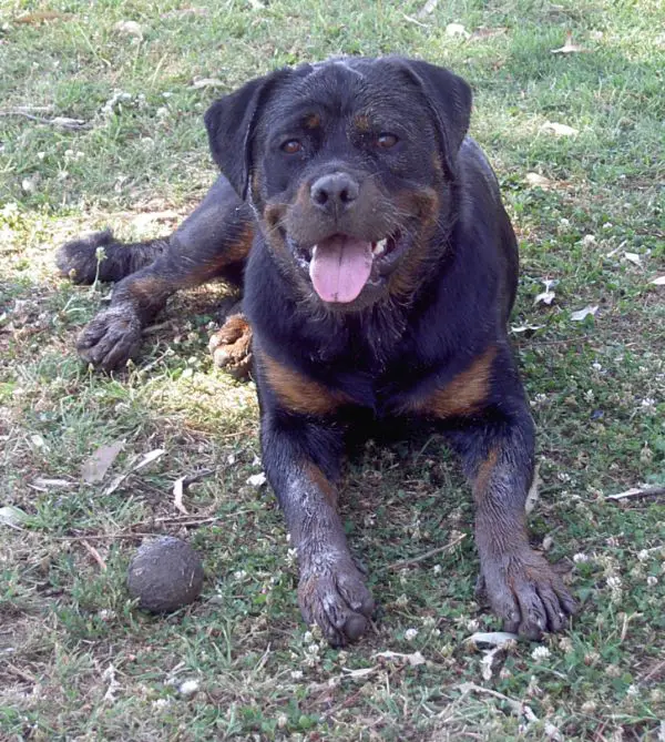 Rottweiler covered in dirt while lying on the ground