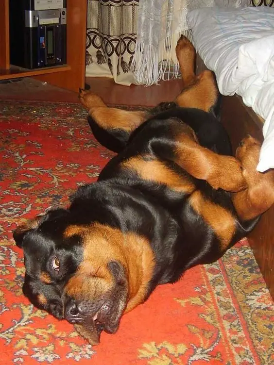 Rottweiler dog lying on the floor