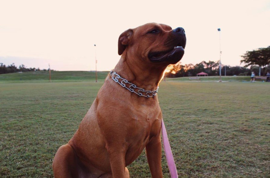 A Pitweiler sitting at the park on the afternoon