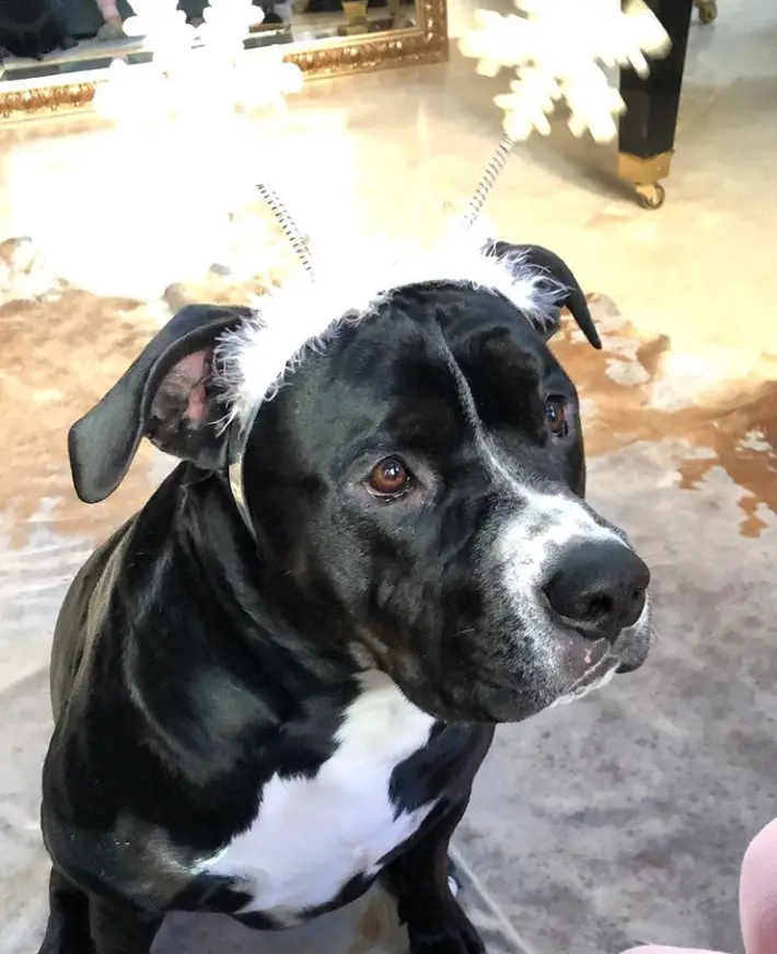 A Pitweiler wearing a snowflakes headband while sitting on the floor