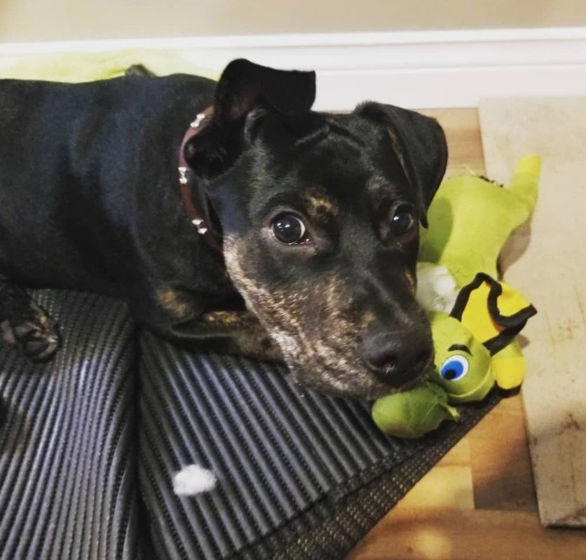 A Pitweiler lying on the floor with its stuffed toy