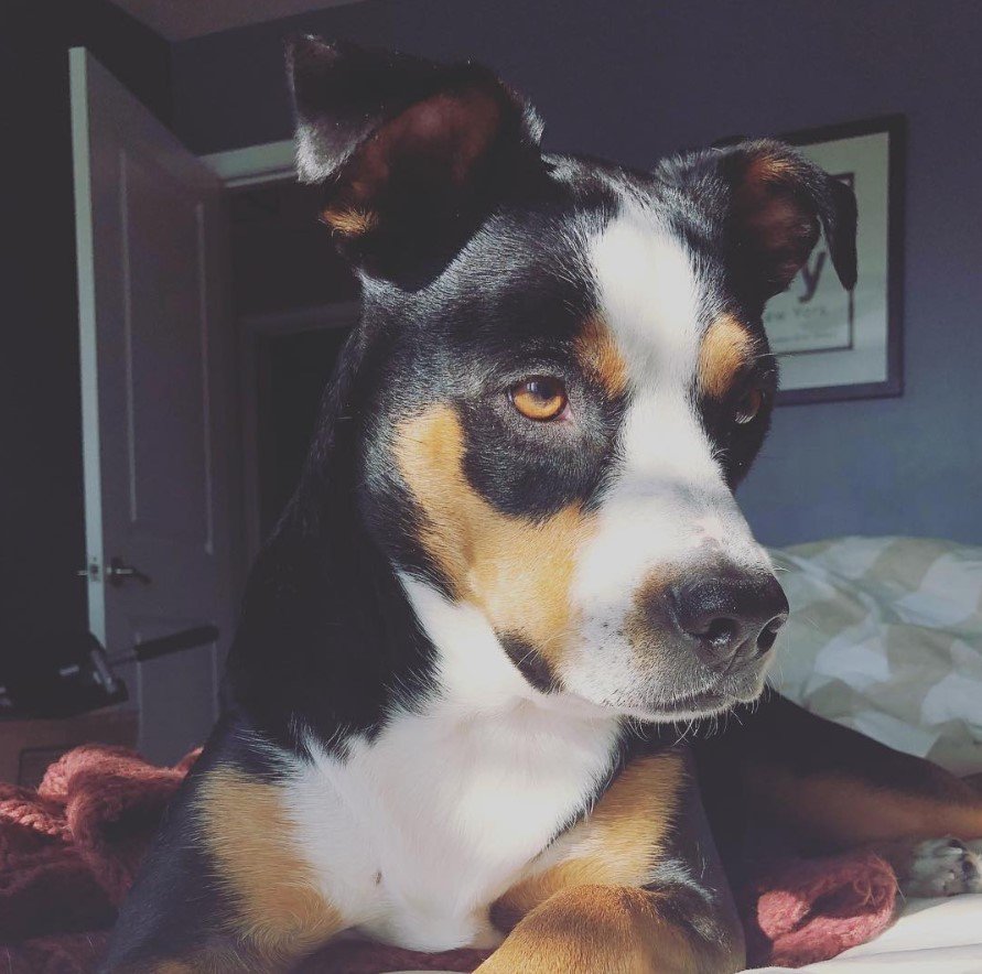 A Pitweiler lying on the bed