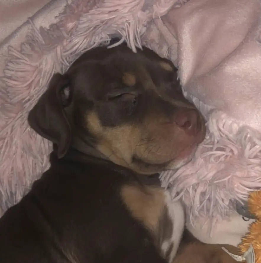 A Pitweiler puppy sleeping soundly on its bed