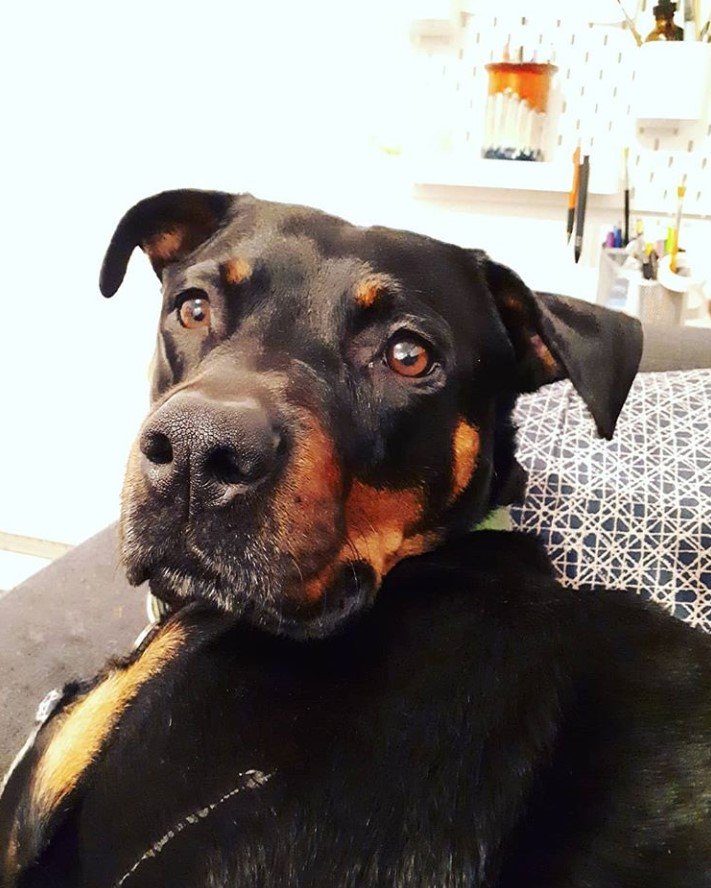 A Pitweiler lying on the couch