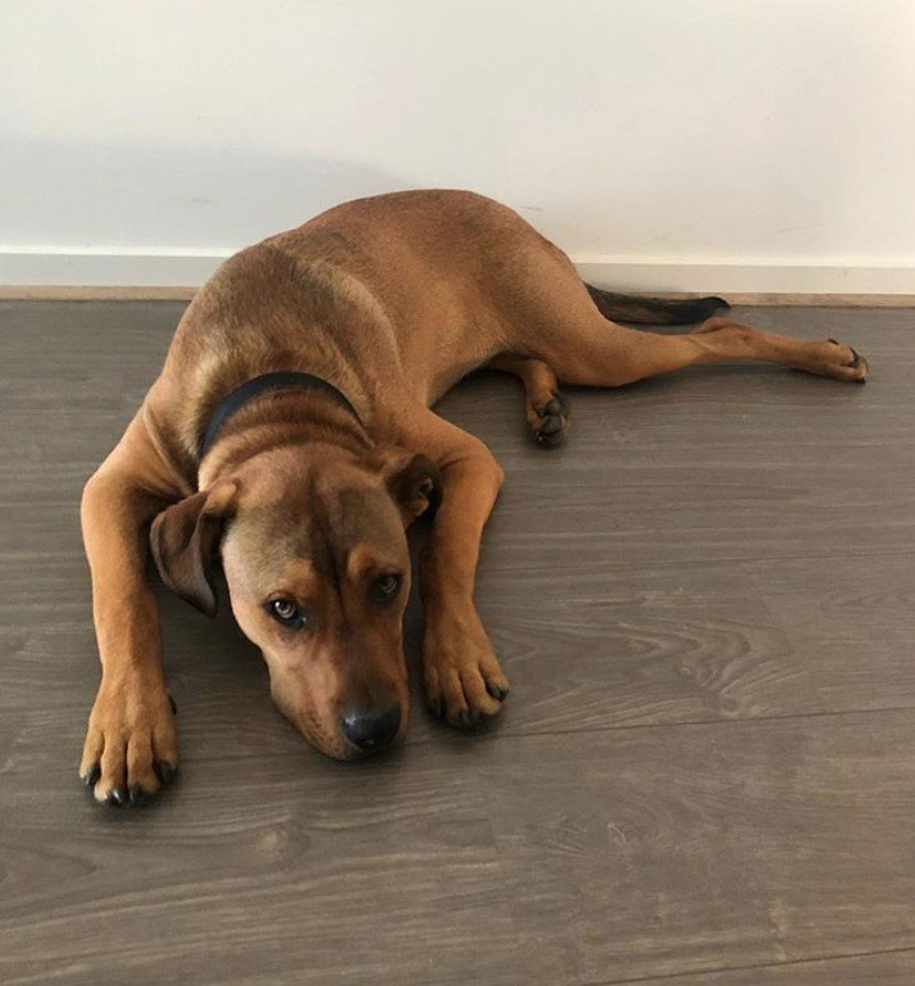 A tired Pitweiler lying on the floor