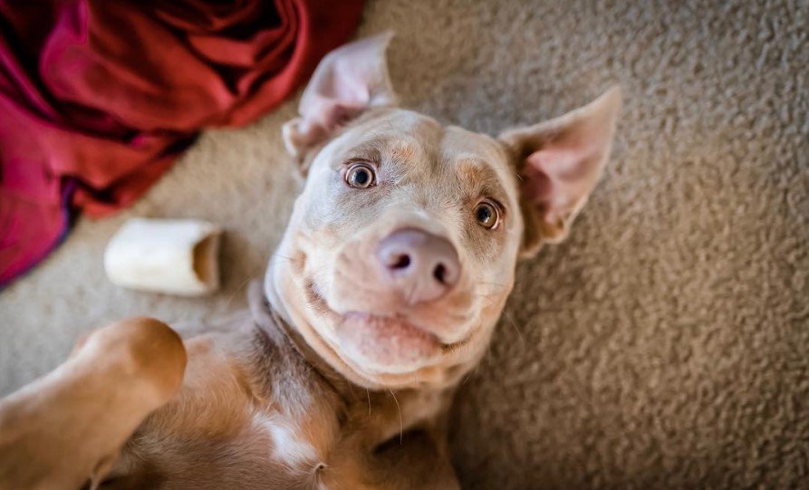 A Pitweiler lying on the floor