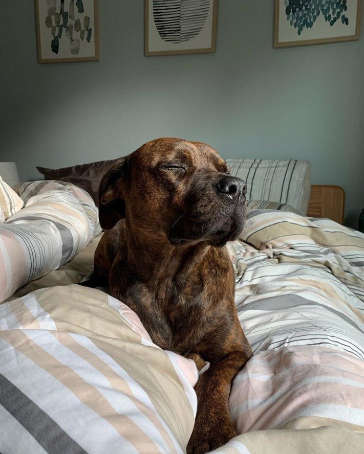 A Pitweiler lying on the bed with its eyes closed